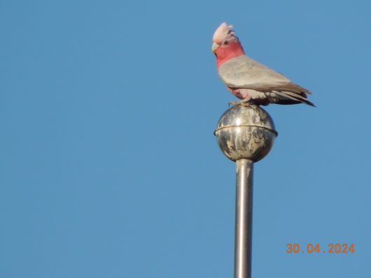 Pink Gallah trying to stand  on metal ball
